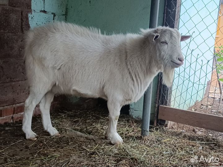 Коза и козел