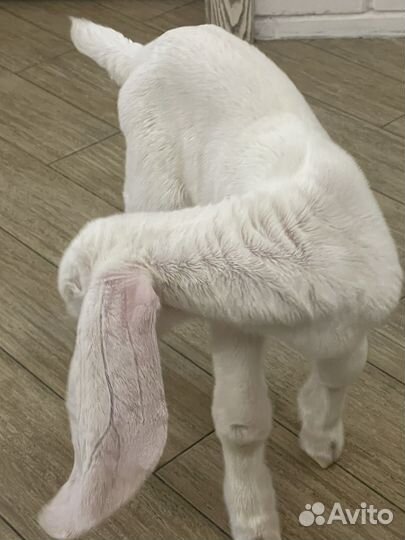 Гулаби 100 процентные малыши и взрослые