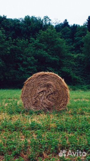 Сено в рулонах 3-х центнеровое