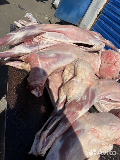 Мясо баранина свежая