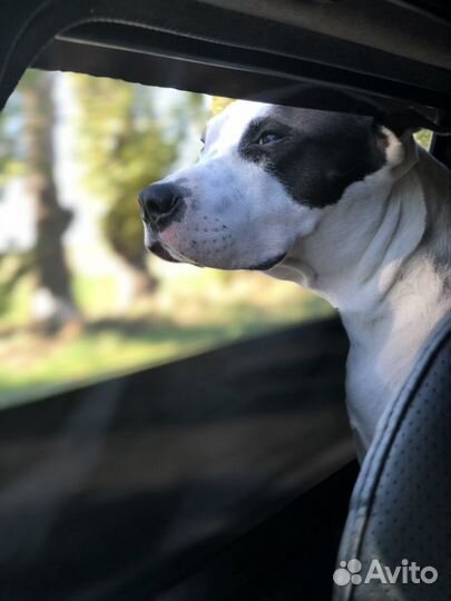 Стаффордширский терьер вязка