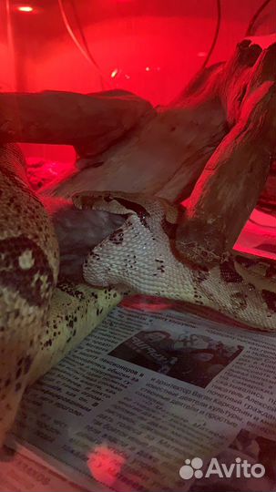 Самка обыкновенного удава