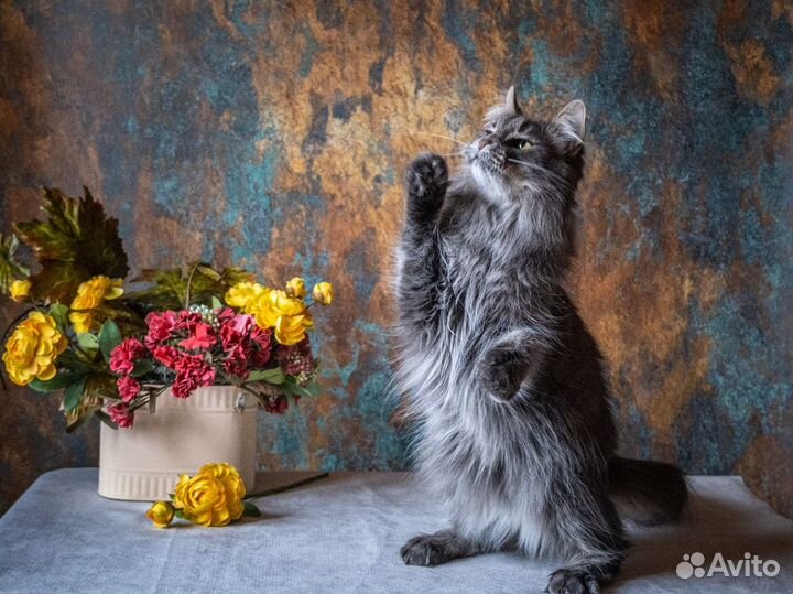 Кошка метис с мей-куном