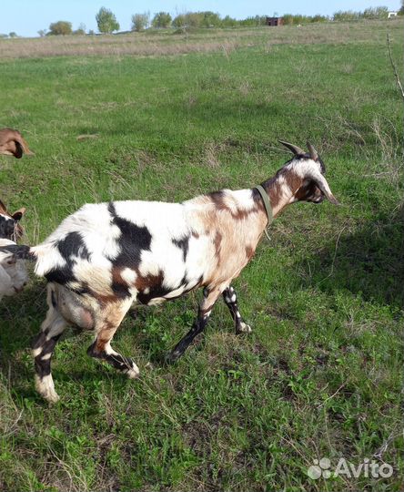 Дойные козы