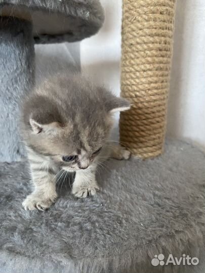 Британская