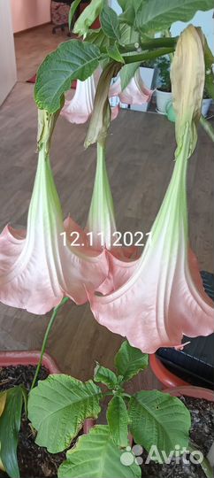 Черенки бругмансии