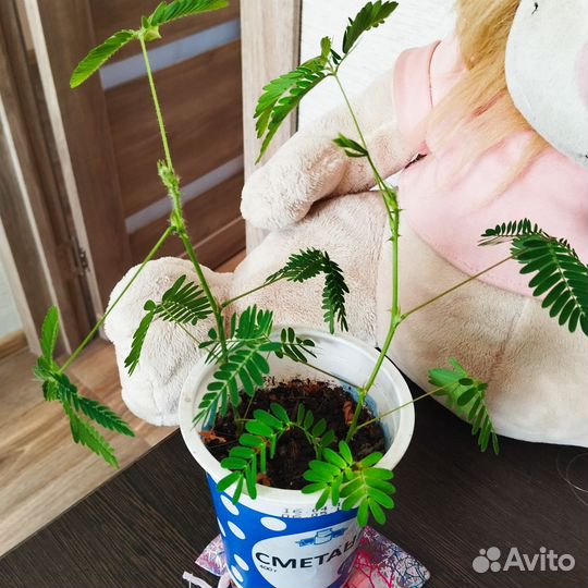 Мимоза стыдливая