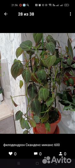 Комнатные цветы