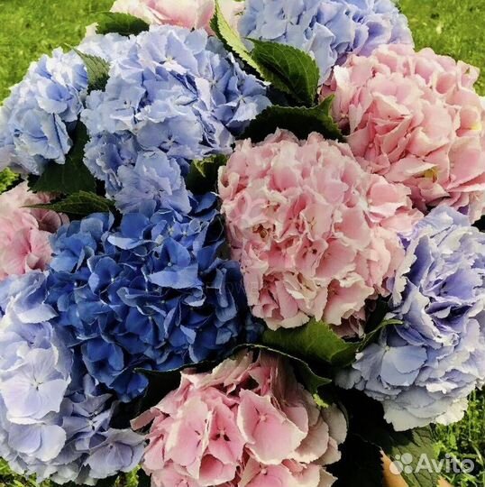 Букет цветов Гортензия Доставка цветов Цветы Букет