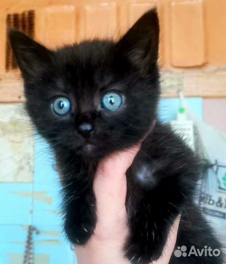 Пупсяшечные котятки