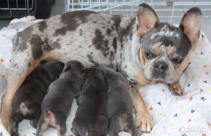 Французский бульдог