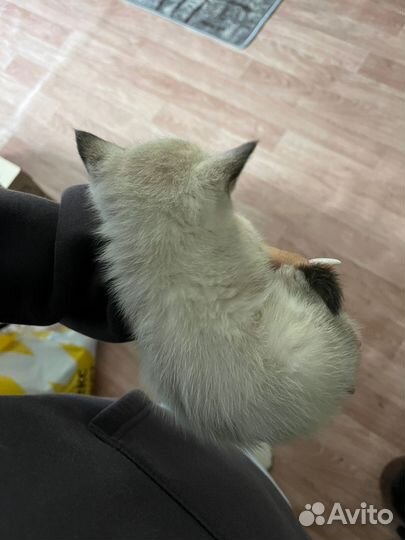 Котята в добрые руки приучены к лотку