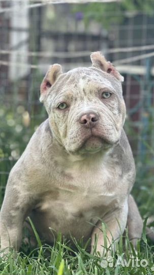 Девочка Американского булли