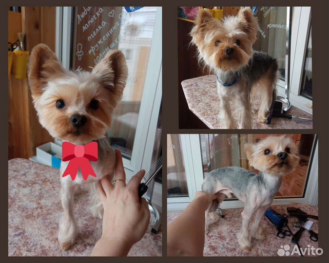 Профессиональная стрижка собак и кошек