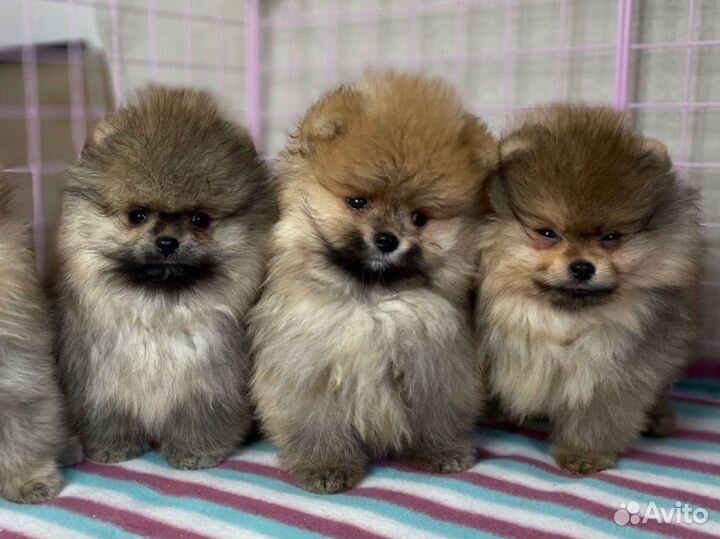 Щенки померанского шпица мини медвежата