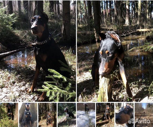 Передержка собак Зоогостиница,дрессировка