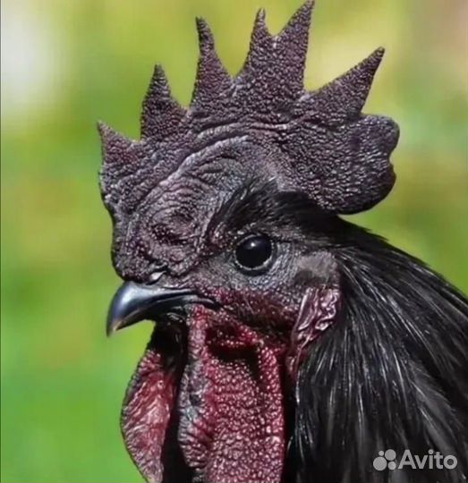 Петухи Ухей Илюи