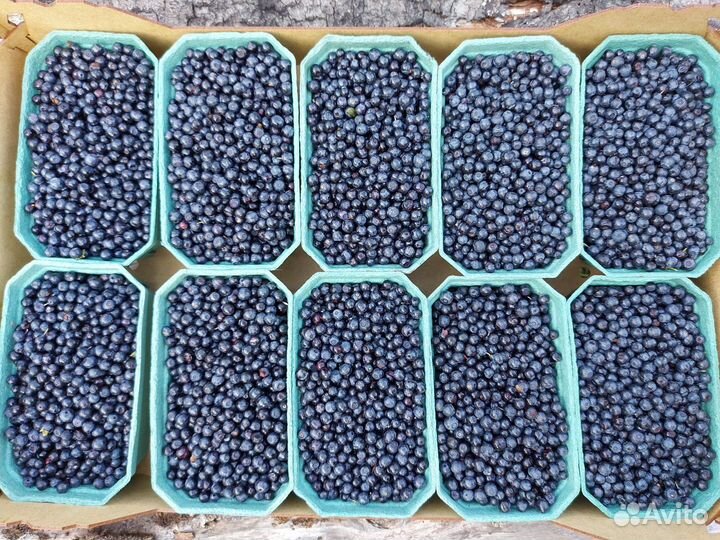 Черника свежая из Карелии с доставкой