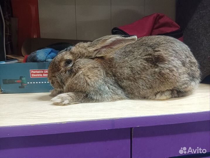 Кролики фландр/шиншила 7-8-9-10 месяцев