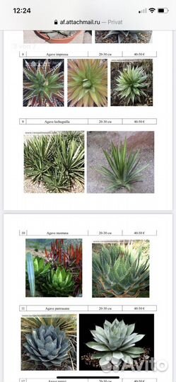 Агавы, пальмы, юкки бамбук и другие растения для о