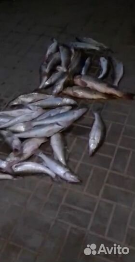 Балда (чертик) на судака