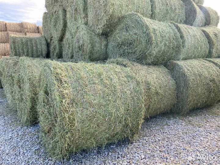 Сено к катушках покос 2024