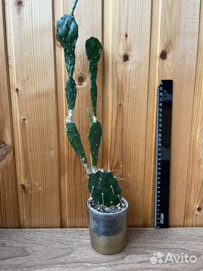 Сансевьерия, суккуленты, кактусы