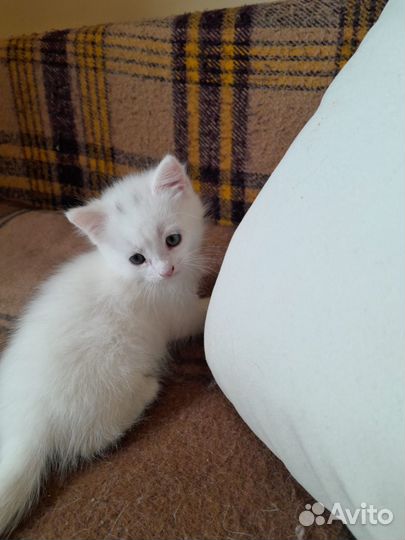Дарю котят