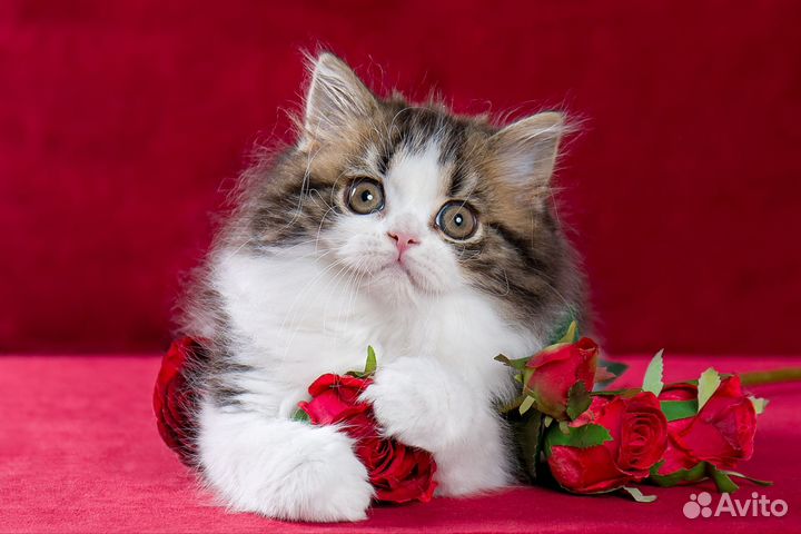 Котик красавчик