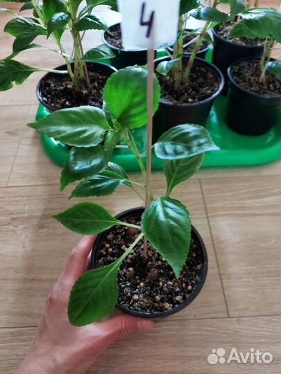 Бальзамин розенбудный (огонёк, мокрый Ванька)