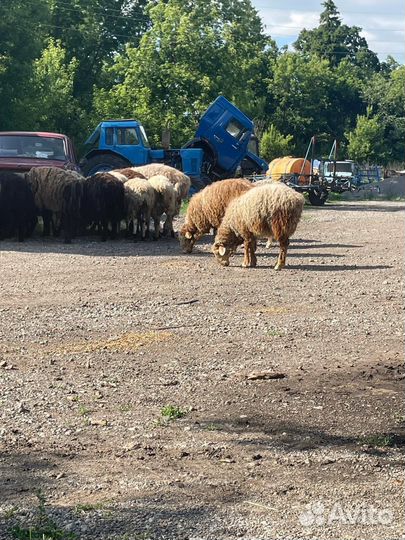 Овцы бараны курдючные