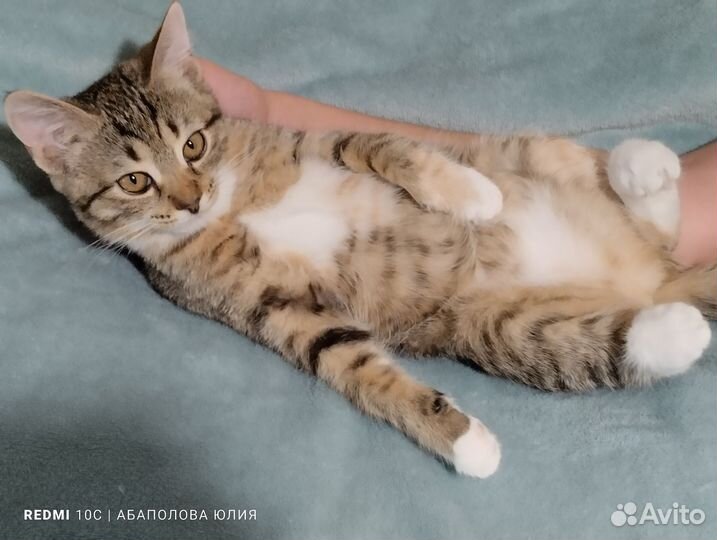 Кошка в добрые руки