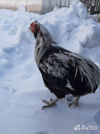 Петух порода Араукан