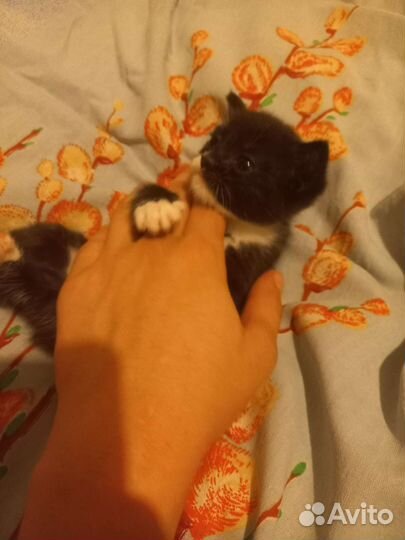 Котёнок девочка