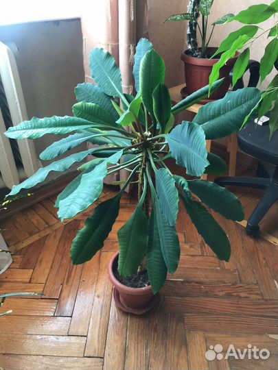 Отдам Молочай гребенчатый