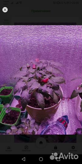 Семена острого комнатного перца (5шт)