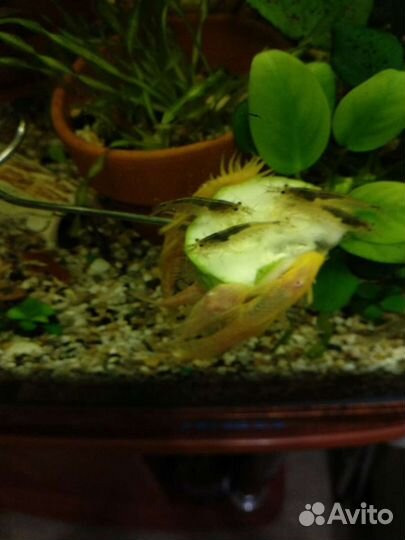 Рыбки и растения для запуска аквариума