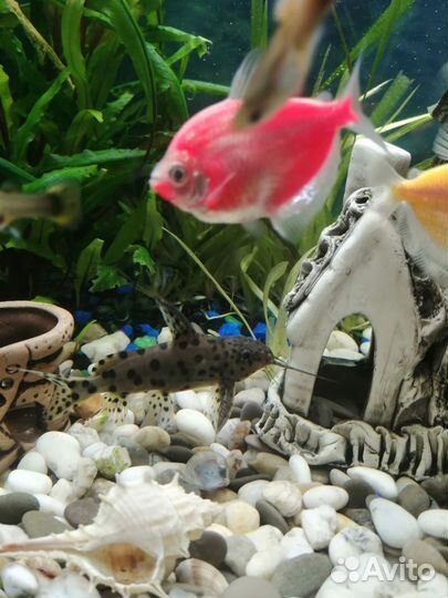 Аквариуные рыбки. Сом Синодонтис Кукушка