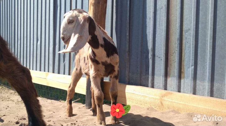 Нубийский козел