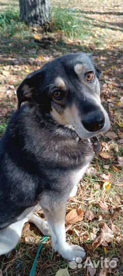 Собака Грета