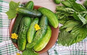 Сборщик огурцов х.Красновка