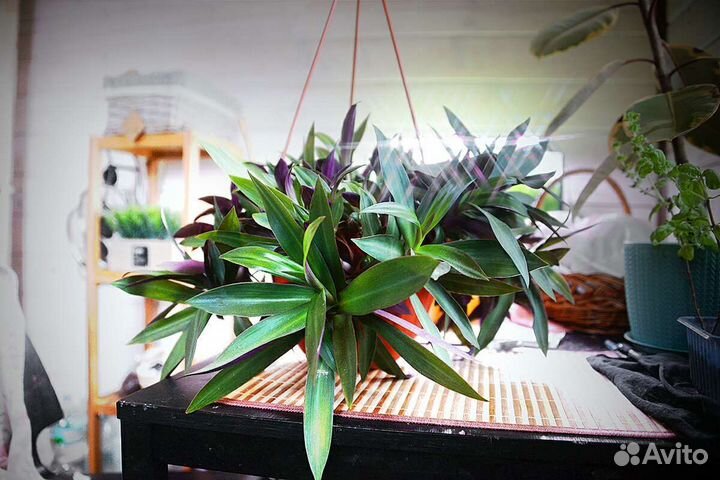 Растение Рео (Рэо), традесканция покрывальчатая