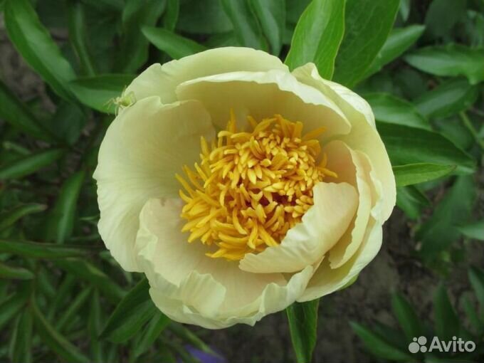 Пион Ёрли Сенсэйшн