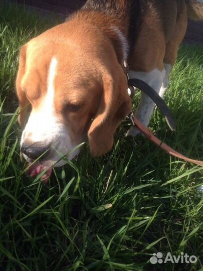 Выгул собак