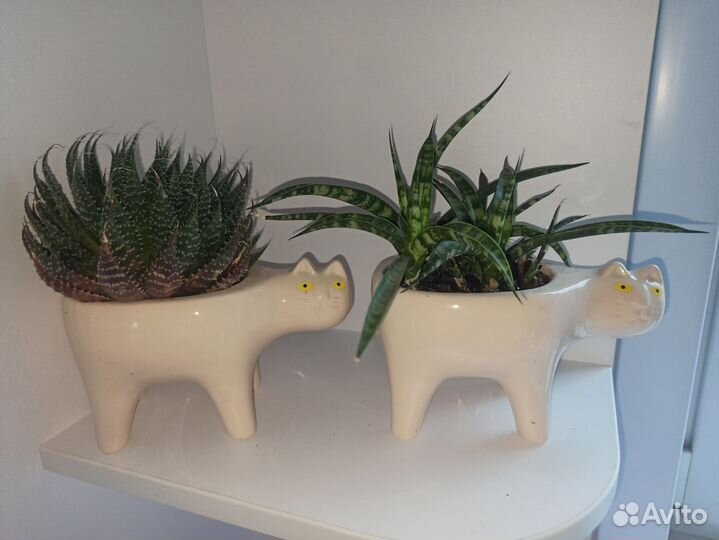 Суккуленты