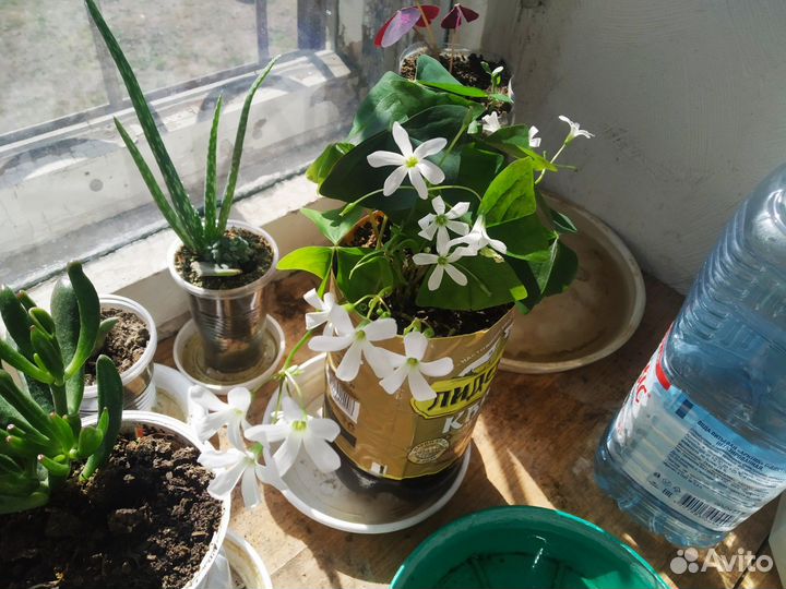 Кислица оксалис