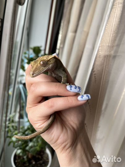 Реснитчатый бананоед геккон с террариумом