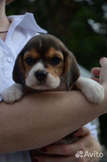 Щенки бигль