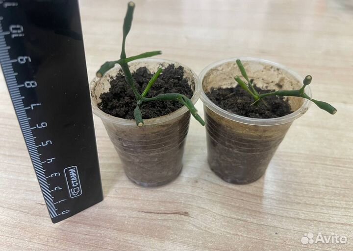 Цветок из палочек оленьи рожки цветы хатиора рожки