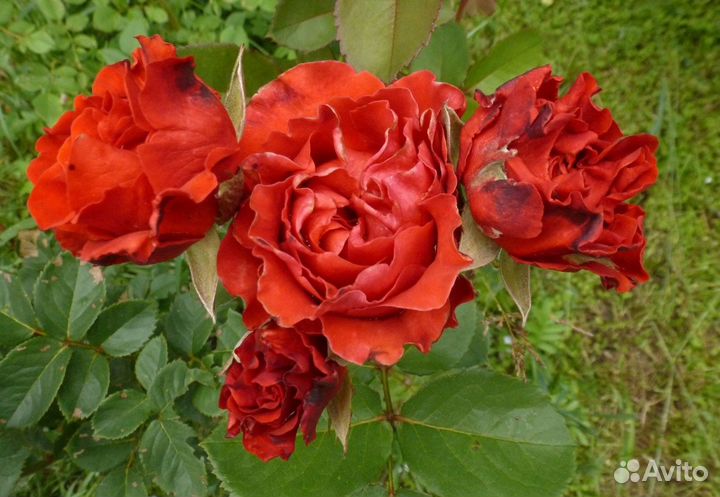 Розы сорта Эль Торо